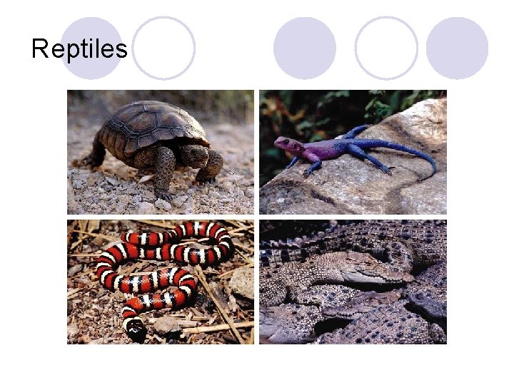 Reptiles 