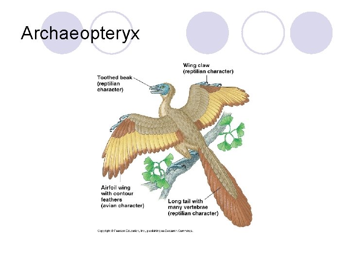 Archaeopteryx 