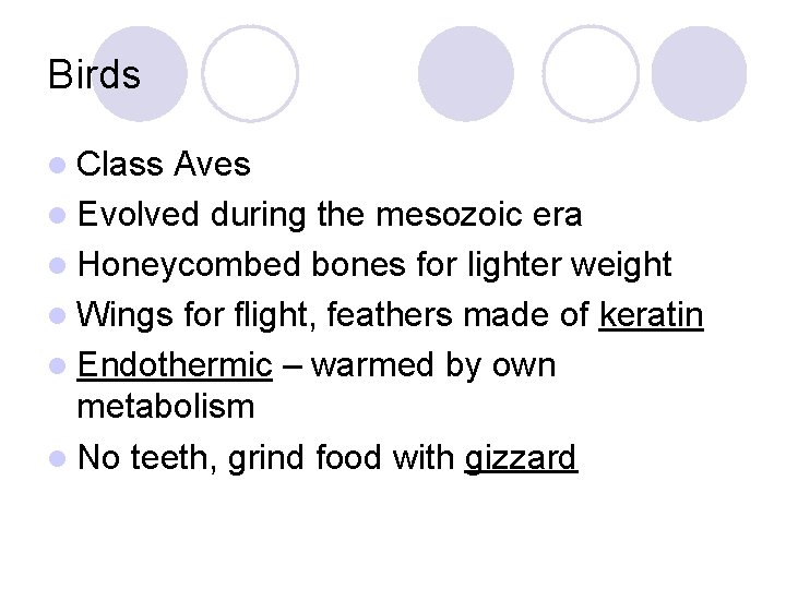 Birds l Class Aves l Evolved during the mesozoic era l Honeycombed bones for