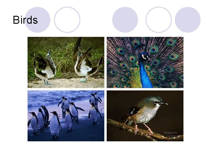 Birds 