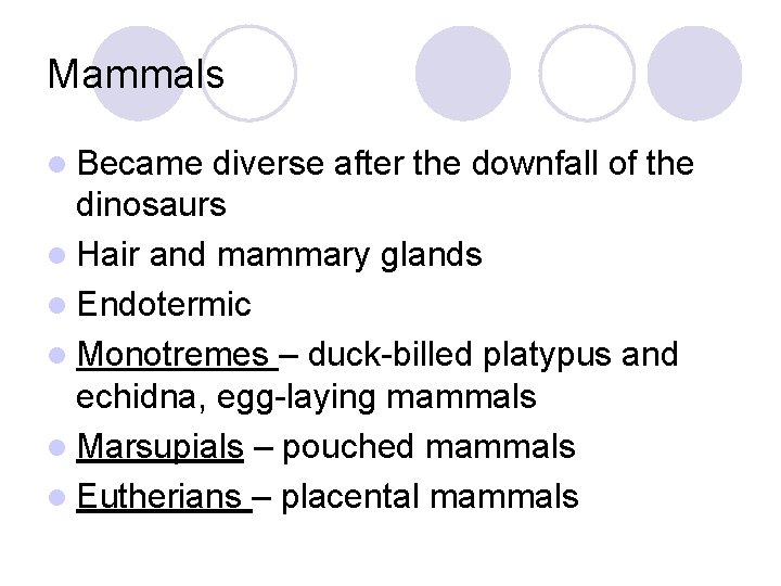 Mammals l Became diverse after the downfall of the dinosaurs l Hair and mammary