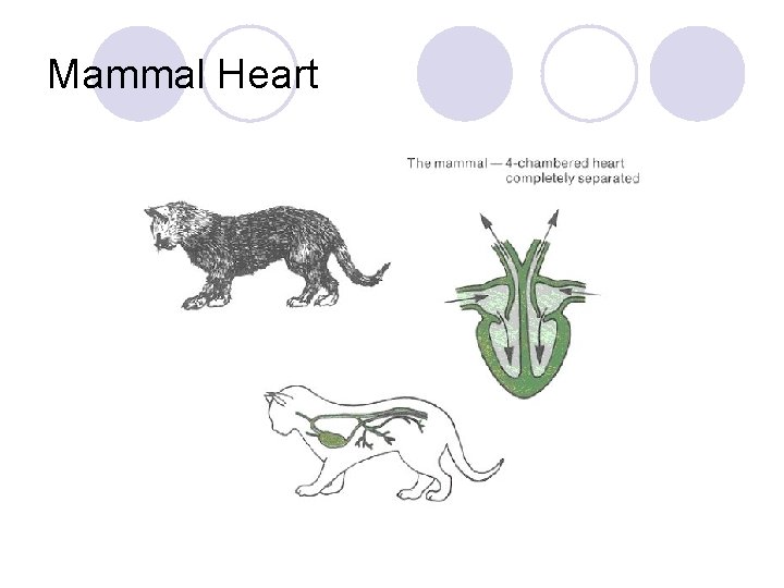 Mammal Heart 