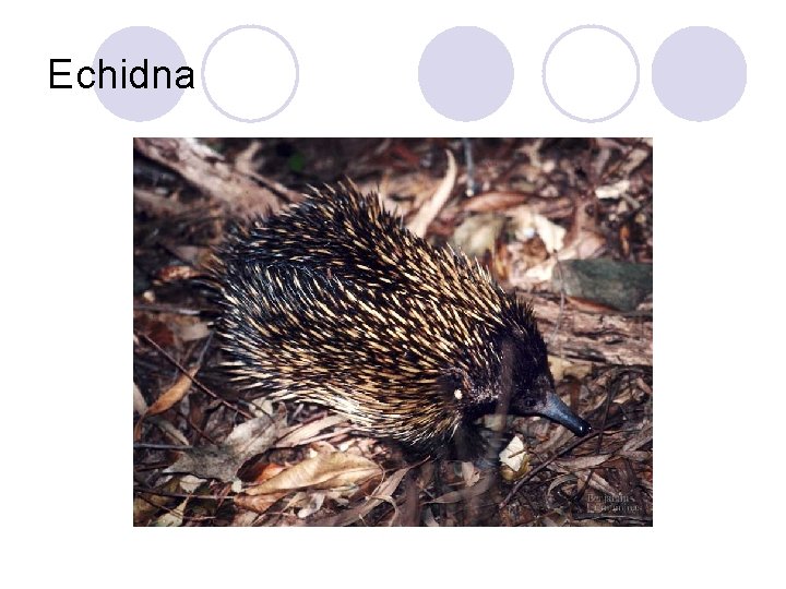 Echidna 