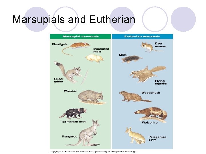 Marsupials and Eutherian 