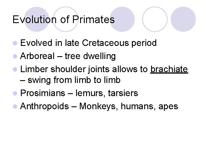 Evolution of Primates l Evolved in late Cretaceous period l Arboreal – tree dwelling