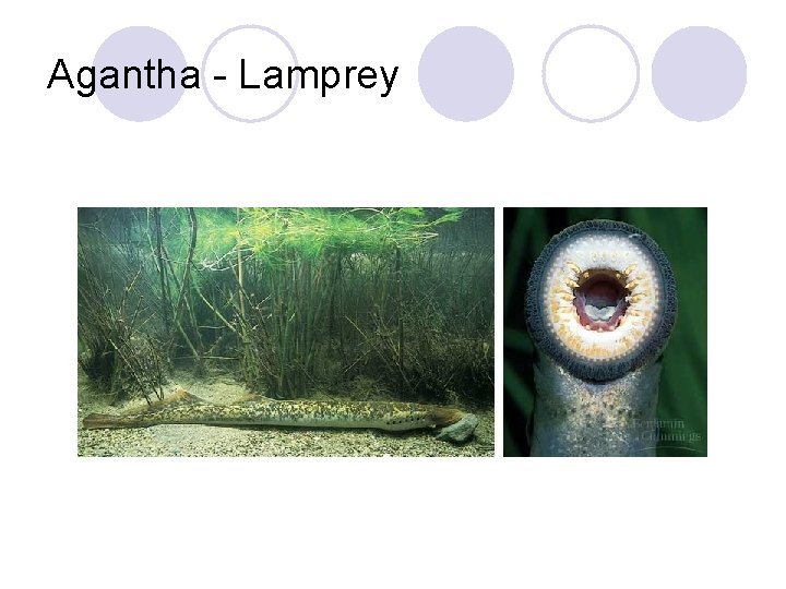 Agantha - Lamprey 