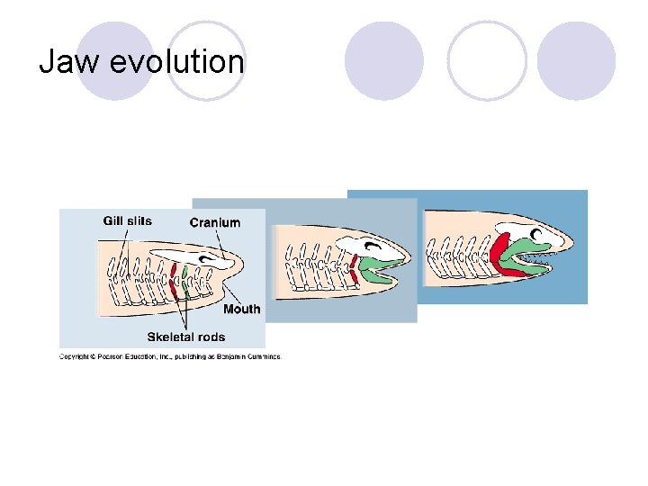 Jaw evolution 