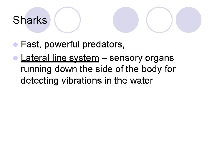 Sharks l Fast, powerful predators, l Lateral line system – sensory organs running down