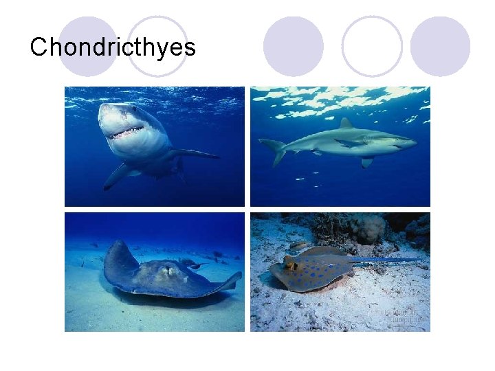 Chondricthyes 
