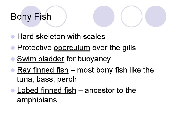 Bony Fish l Hard skeleton with scales l Protective operculum over the gills l