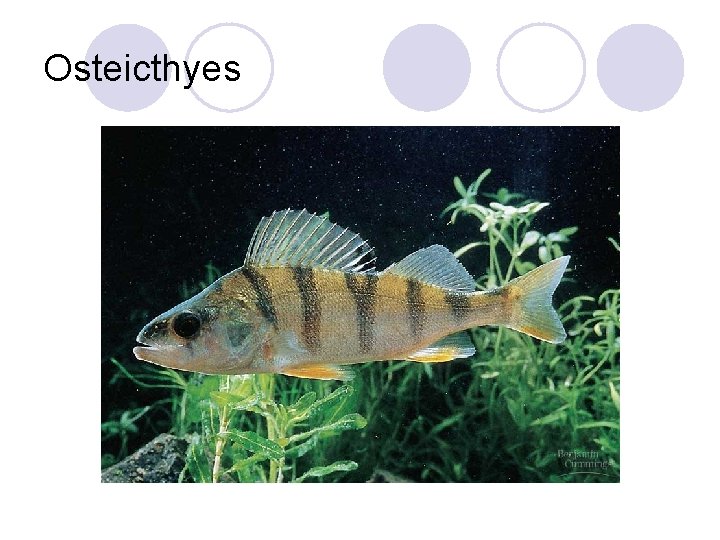 Osteicthyes 