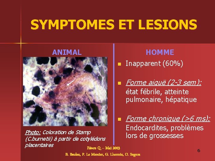 SYMPTOMES ET LESIONS ANIMAL n n Frustes Problèmes à la reproduction HOMME n Inapparent