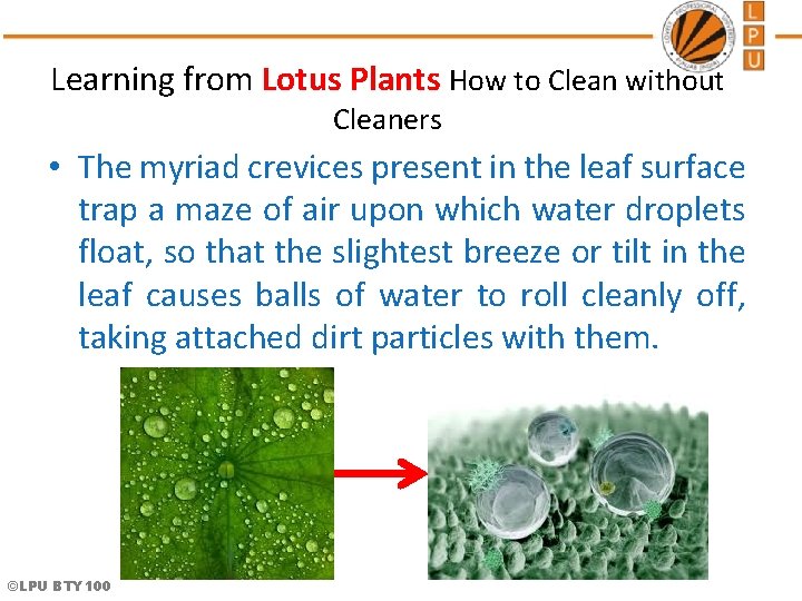 Learning from Lotus Plants How to Clean without Cleaners • The myriad crevices present