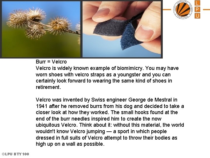©LPU BTY 100 Burr = Velcro is widely known example of biomimicry. You may