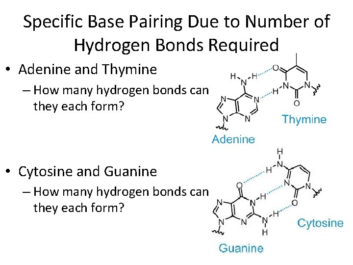 Specific Base Pairing Due to Number of Hydrogen Bonds Required • Adenine and Thymine