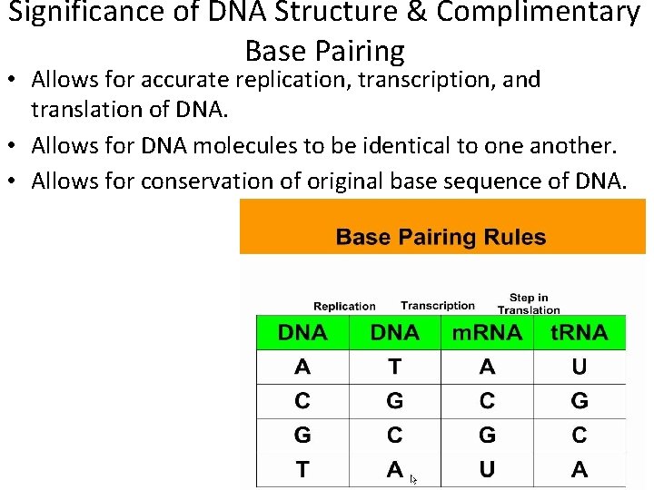 Significance of DNA Structure & Complimentary Base Pairing • Allows for accurate replication, transcription,