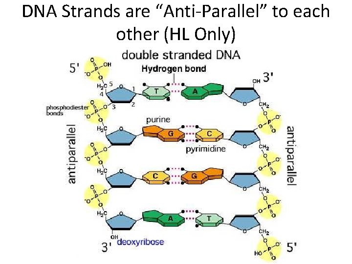 DNA Strands are “Anti-Parallel” to each other (HL Only) 