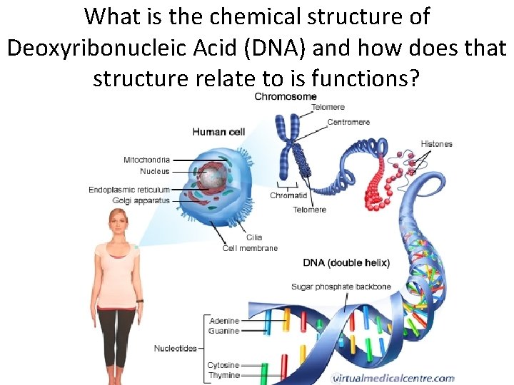 What is the chemical structure of Deoxyribonucleic Acid (DNA) and how does that structure