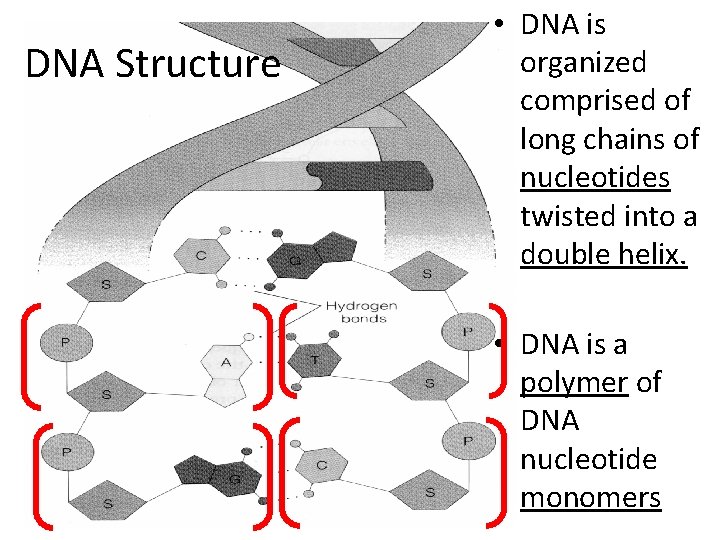 DNA Structure • DNA is organized comprised of long chains of nucleotides twisted into