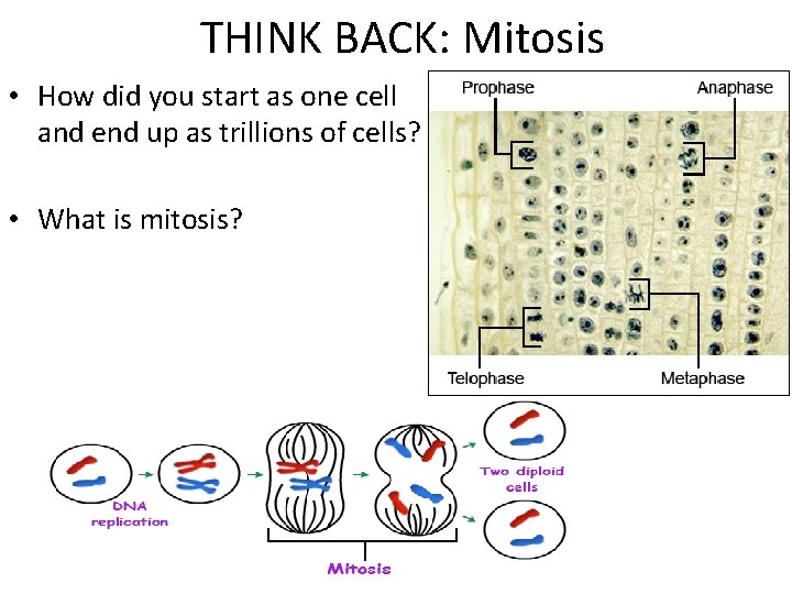 THINK BACK: Mitosis • How did you start as one cell and end up