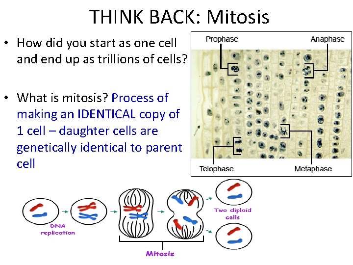 THINK BACK: Mitosis • How did you start as one cell and end up