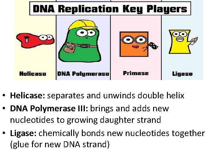  • Helicase: separates and unwinds double helix • DNA Polymerase III: brings and