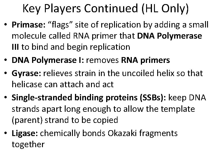Key Players Continued (HL Only) • Primase: “flags” site of replication by adding a