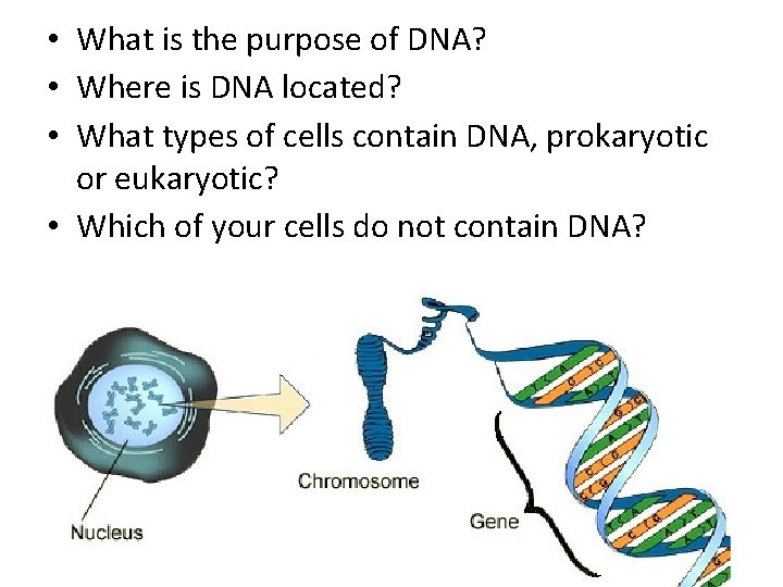  • What is the purpose of DNA? • Where is DNA located? •