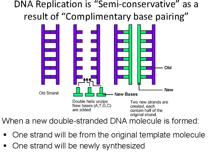 DNA Replication is “Semi-conservative” as a result of “Complimentary base pairing” When a new
