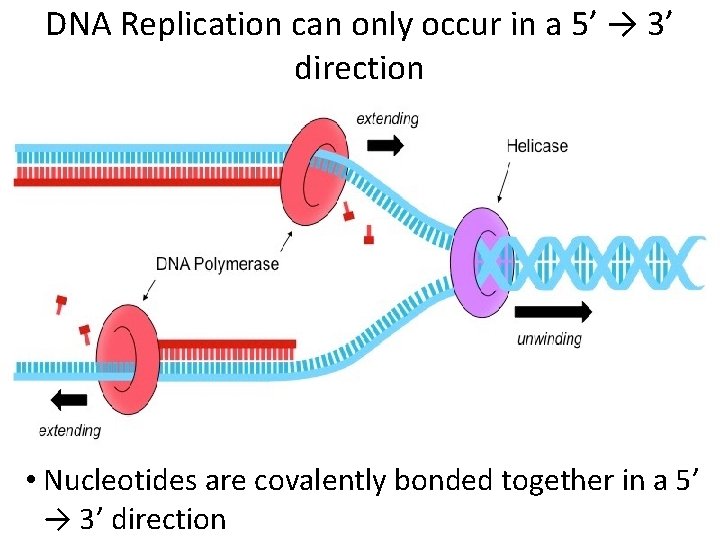 DNA Replication can only occur in a 5’ → 3’ direction • Nucleotides are