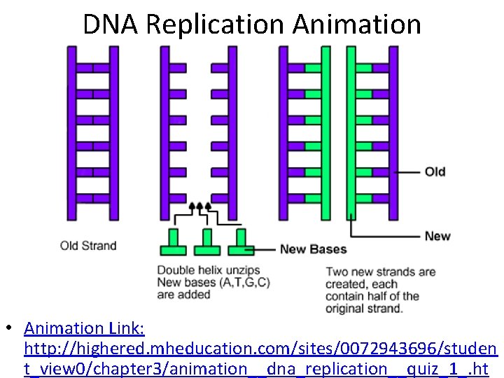 DNA Replication Animation • Animation Link: http: //highered. mheducation. com/sites/0072943696/studen t_view 0/chapter 3/animation__dna_replication__quiz_1_. ht