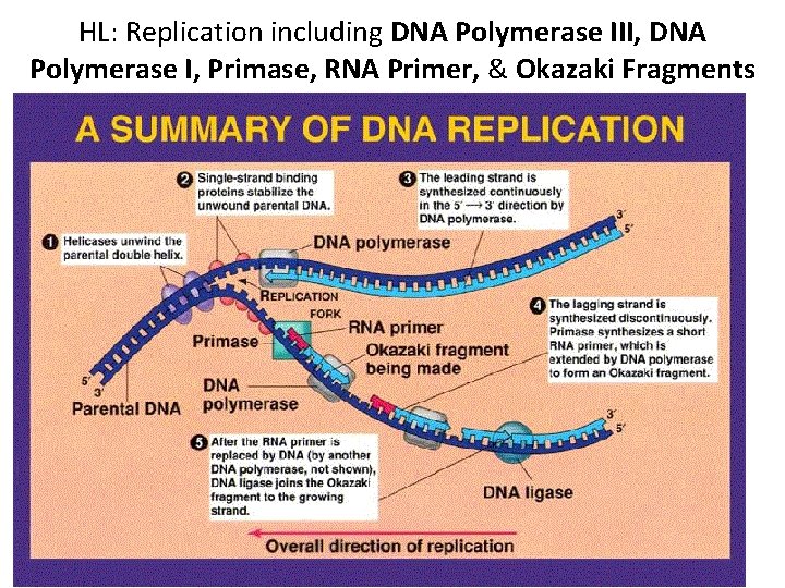 HL: Replication including DNA Polymerase III, DNA Polymerase I, Primase, RNA Primer, & Okazaki