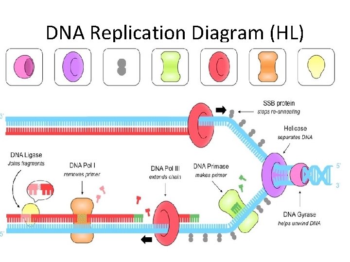 DNA Replication Diagram (HL) 