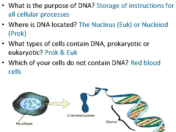  • What is the purpose of DNA? Storage of instructions for all cellular