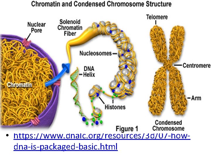  • https: //www. dnalc. org/resources/3 d/07 -howdna-is-packaged-basic. html 