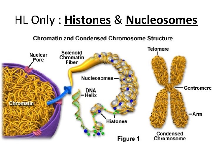 HL Only : Histones & Nucleosomes 