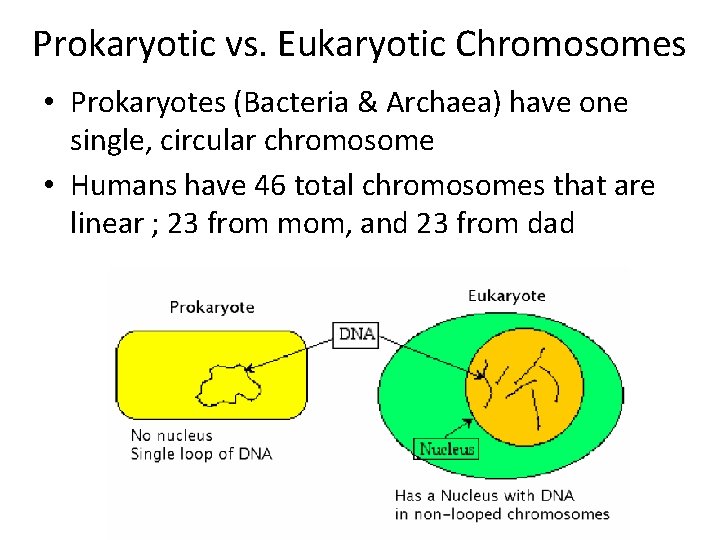 Prokaryotic vs. Eukaryotic Chromosomes • Prokaryotes (Bacteria & Archaea) have one single, circular chromosome