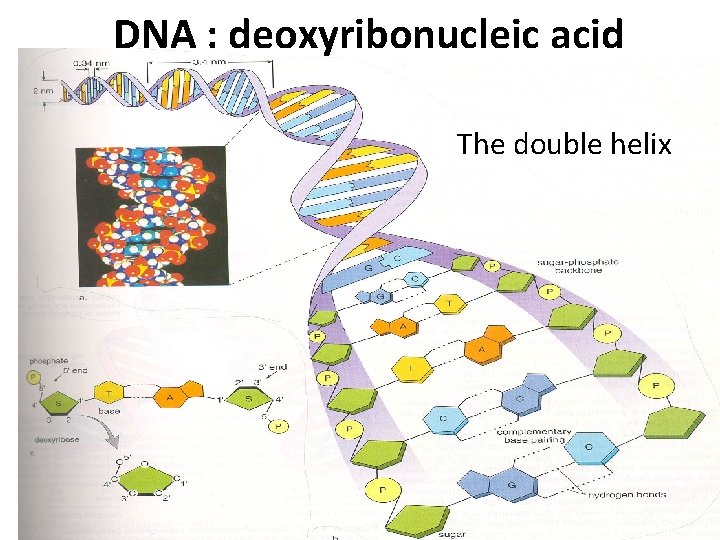 DNA : deoxyribonucleic acid The double helix 