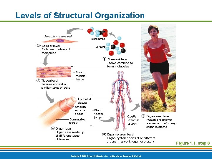 Levels of Structural Organization Smooth muscle cell Molecules Cellular level Cells are made up