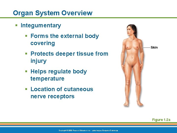 Organ System Overview § Integumentary § Forms the external body covering § Protects deeper