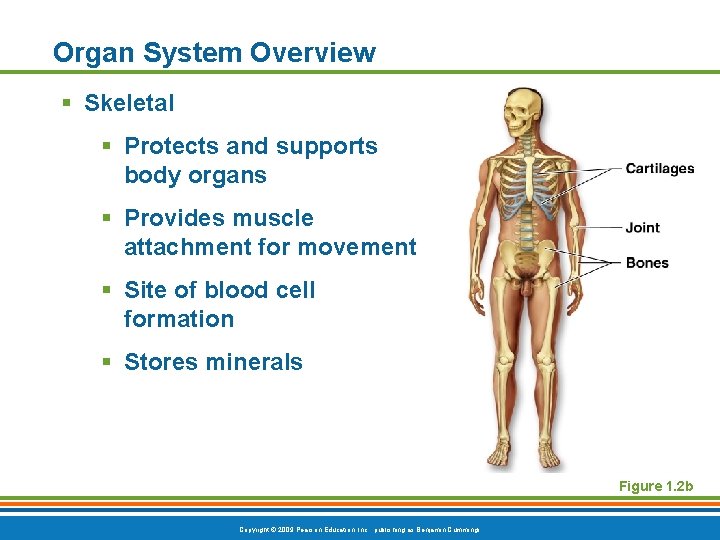 Organ System Overview § Skeletal § Protects and supports body organs § Provides muscle