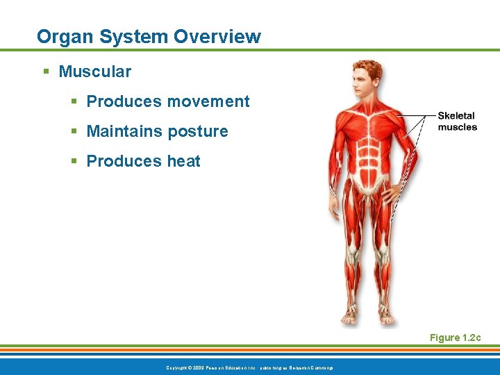 Organ System Overview § Muscular § Produces movement § Maintains posture § Produces heat