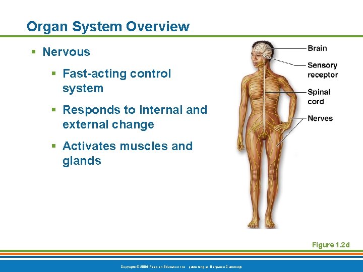 Organ System Overview § Nervous § Fast-acting control system § Responds to internal and