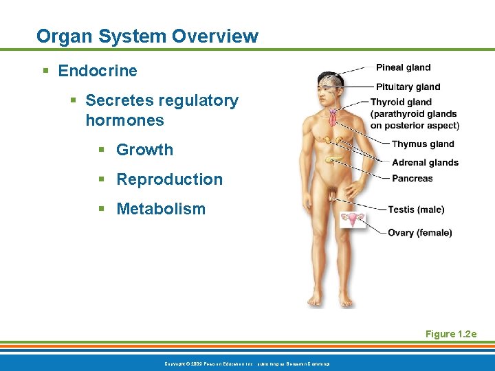 Organ System Overview § Endocrine § Secretes regulatory hormones § Growth § Reproduction §