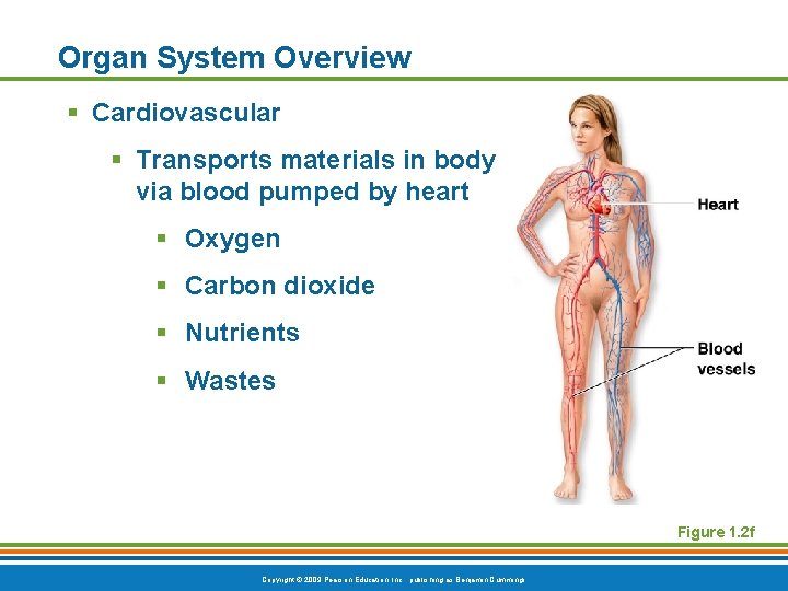 Organ System Overview § Cardiovascular § Transports materials in body via blood pumped by