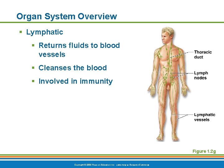 Organ System Overview § Lymphatic § Returns fluids to blood vessels § Cleanses the