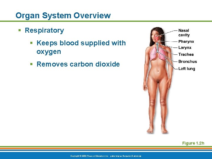 Organ System Overview § Respiratory § Keeps blood supplied with oxygen § Removes carbon