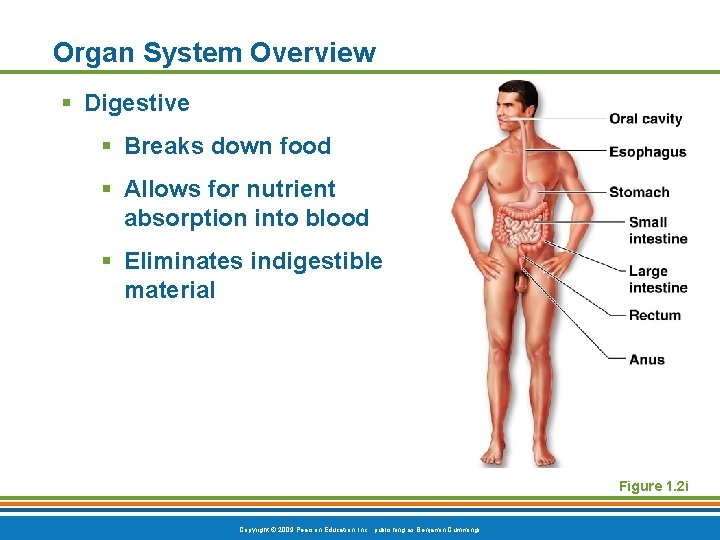 Organ System Overview § Digestive § Breaks down food § Allows for nutrient absorption