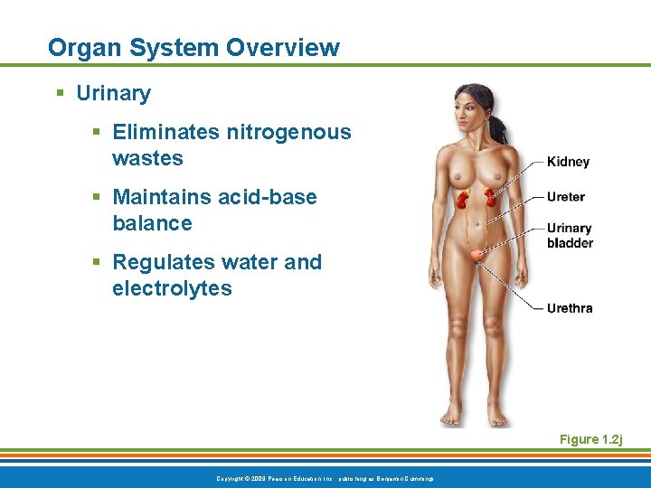 Organ System Overview § Urinary § Eliminates nitrogenous wastes § Maintains acid-base balance §