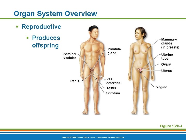 Organ System Overview § Reproductive § Produces offspring Figure 1. 2 k–l Copyright ©